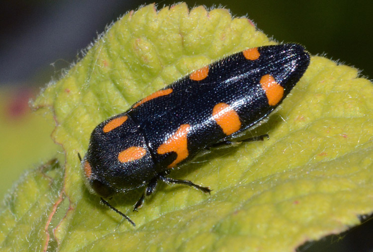 due Buprestidae da conf. e/o det.